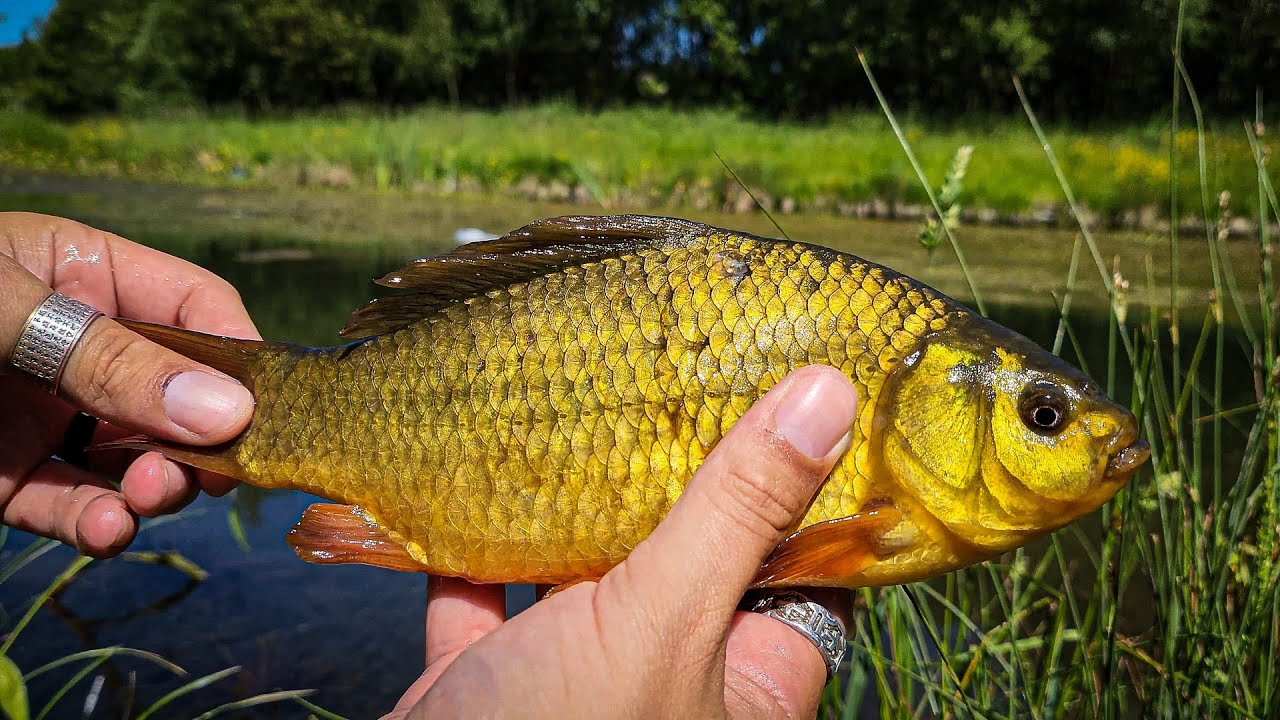 Catching Crucian carp on Paste & Bread