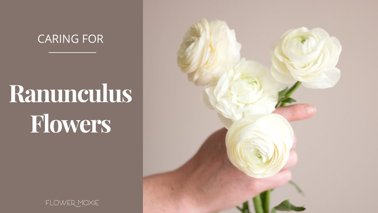 How to Care for Ranunculus Flowers  -Flower Moxie Product Video