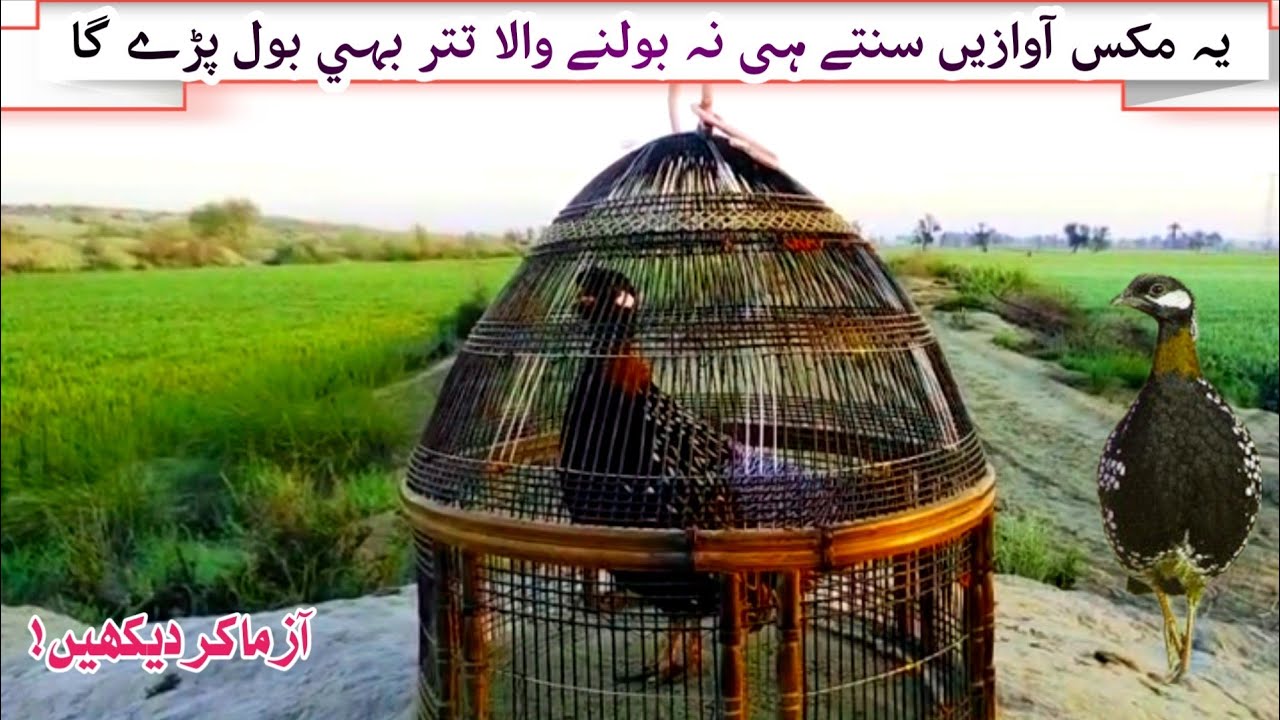 Na Bolne Wala Teetar Bhi Bole Ga|Ye Awazien Sunaen|نہ بولنے والے تتر کے لئے مکس آوازیں|