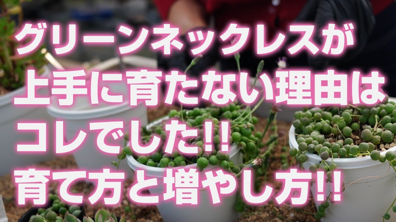 【多肉植物】グリーンネックレスが上手に育たない理由はコレでした!!育て方と増やし方!!【succulent】トロピカルガーデン