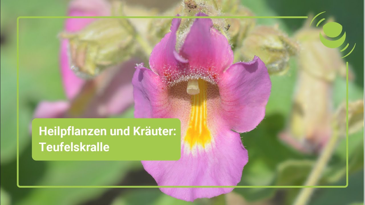 Teufelskralle &ndash; Alles, was du &uuml;ber ihre Wirkung wissen solltest.