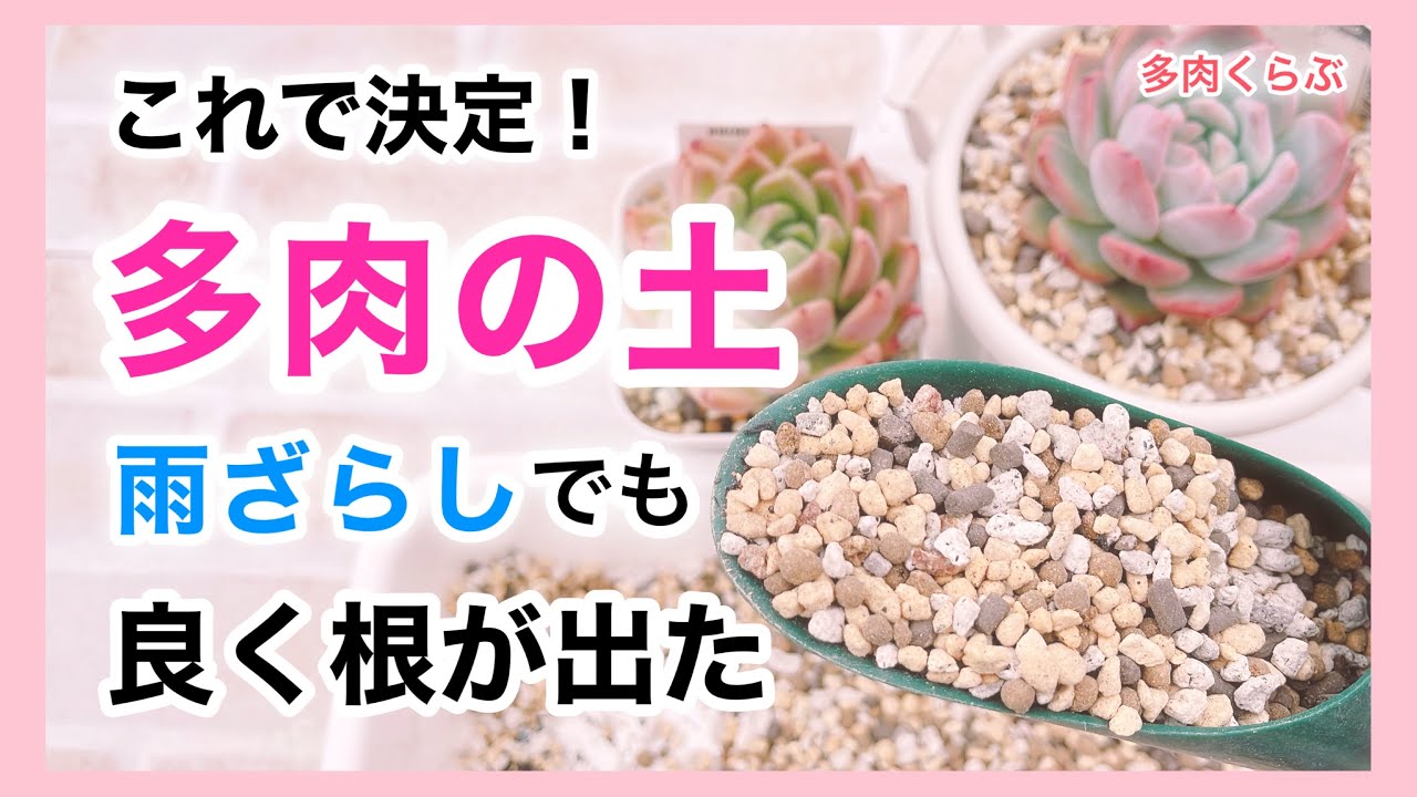 【多肉の土】根張りが違う！我が家のエケベリアの土をご紹介します