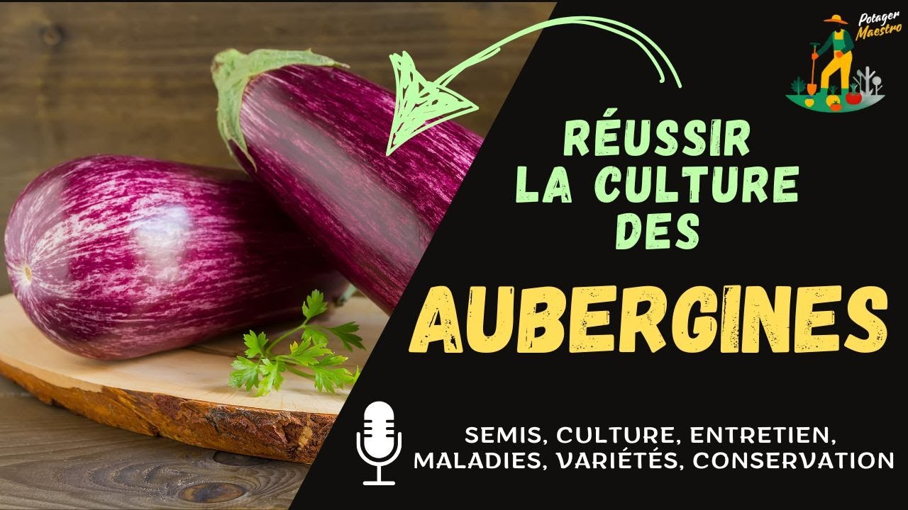 Réussir la culture des aubergines dans votre potager