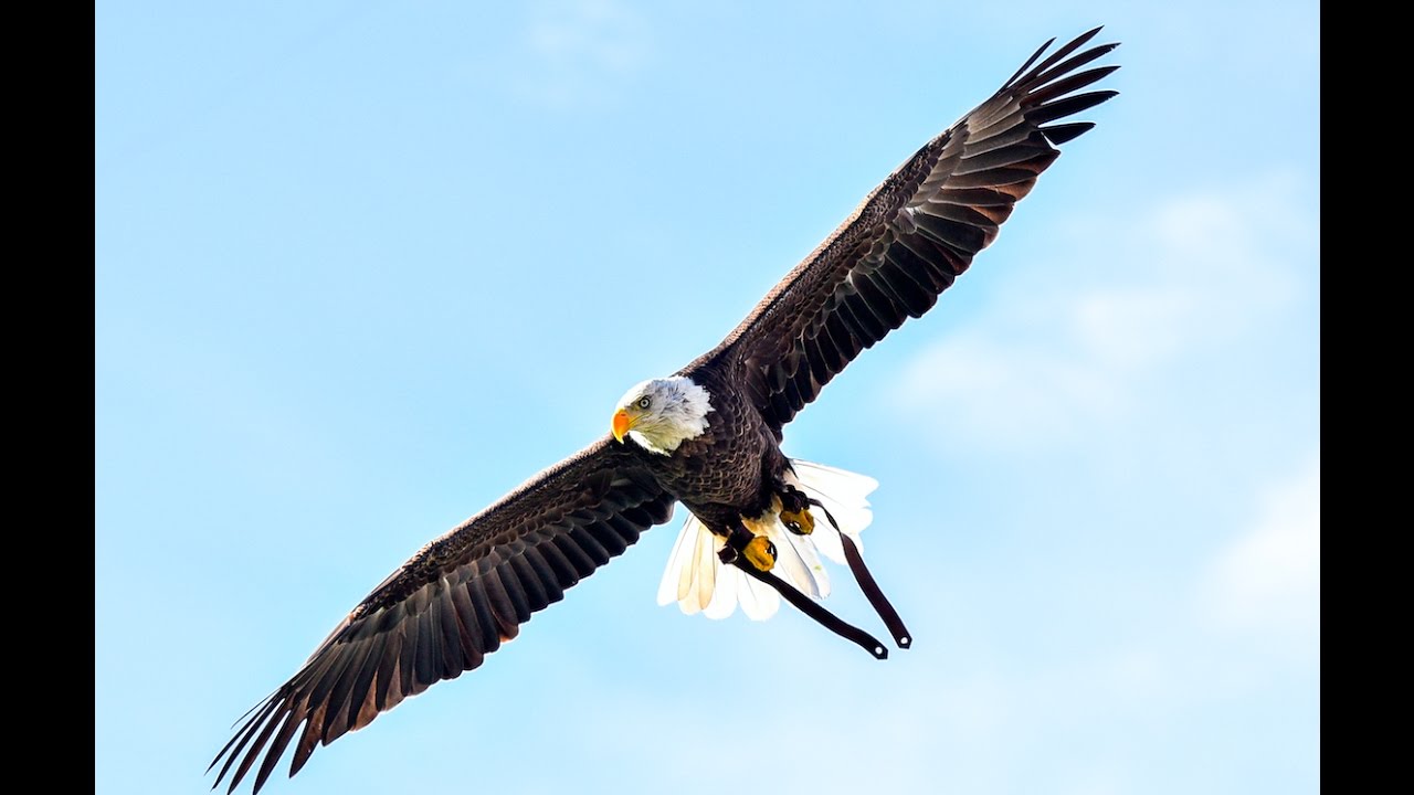 Challenger Flies at Oregon Ducks Football Game