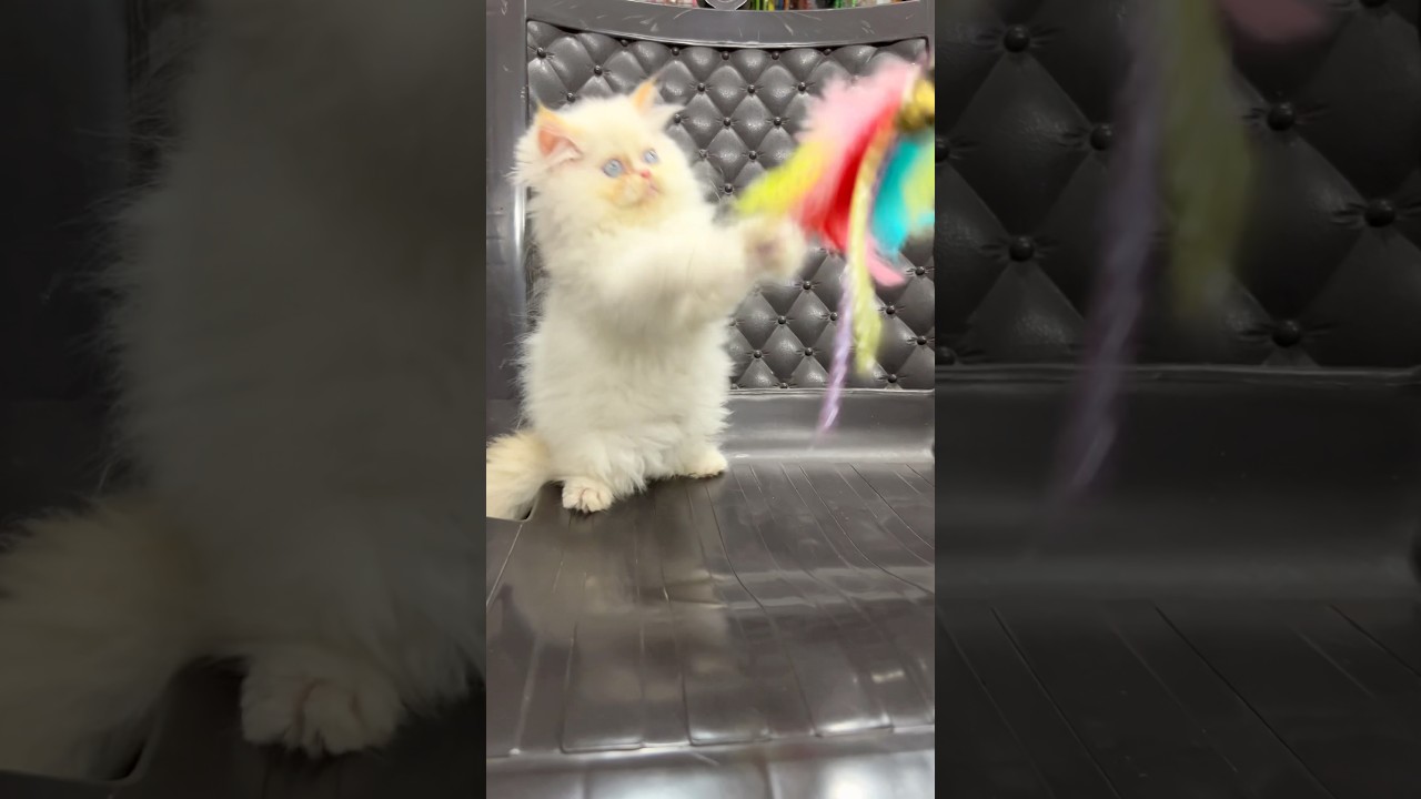 Cute kitty 💕 ! Cat meowing ! Cat sound ! Cat voice ! Kitten meowing ! Cat ! Persian cat sound