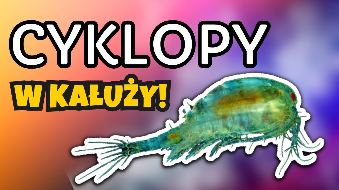 OCZLIK//CYKLOP  - AKWARIUM | CIEKAWOSTKI | OPIS