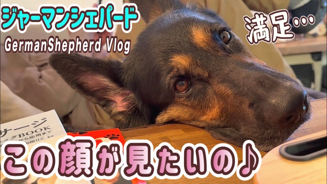 単身赴任で週末しかいない飼い主👨愛犬との時間は貴重なのだ✨みっちり遊んでもらお💕【ジャーマンシェパード】