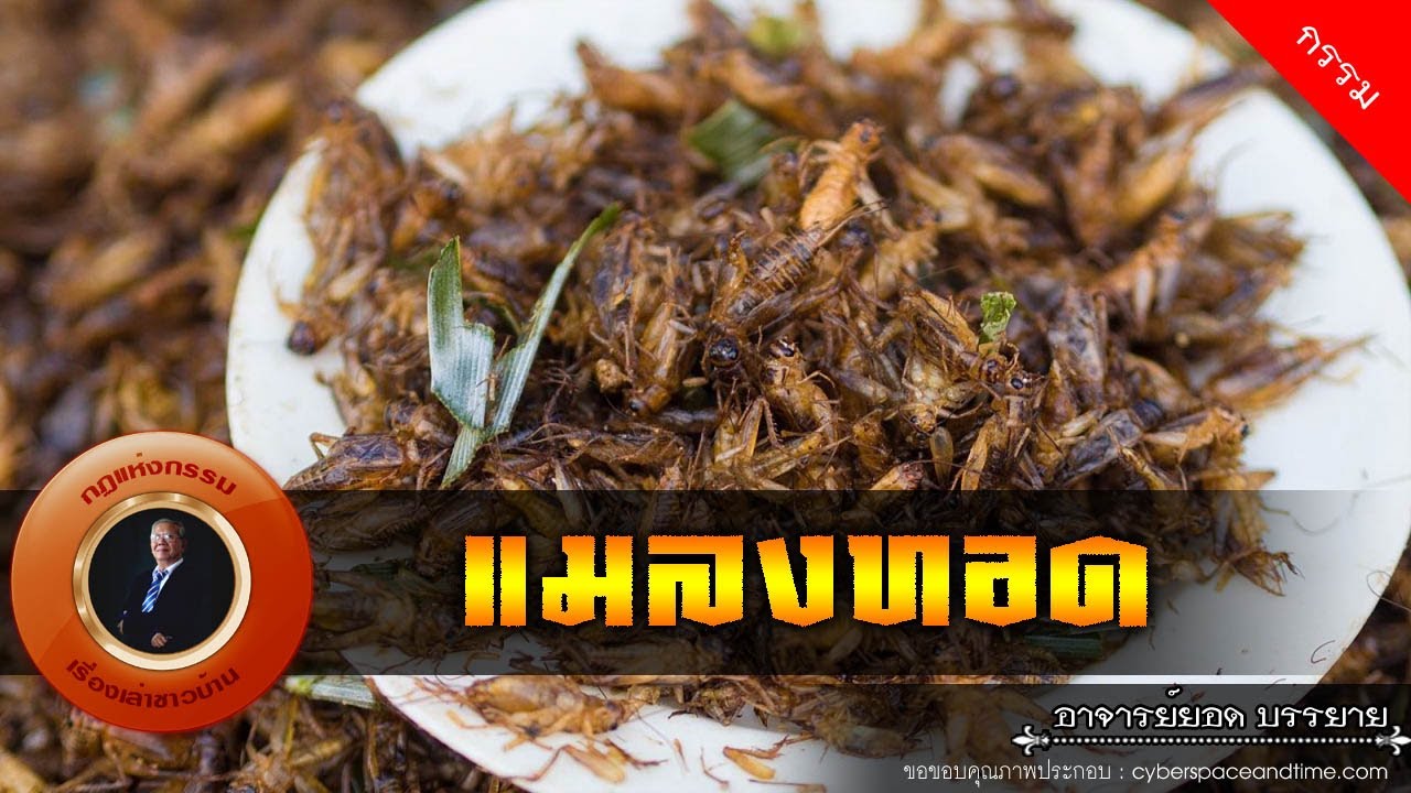 อาจารย์ยอด : แมลงทอด [กรรม]