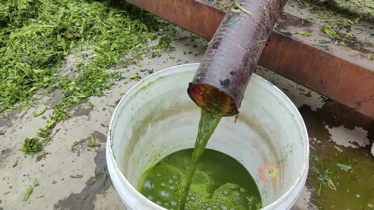 High efficiency hemp fiber extraction machine 丨Straw screw press dewatering machine
