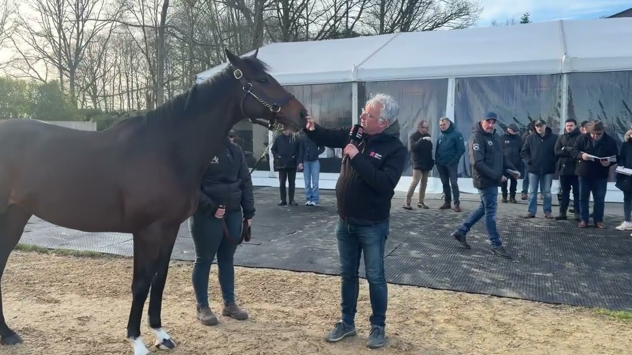 Marhaba Ya Sanafi au Haras de Castillon - Route des étalons 2026 avec Aktem : Enrico Simone.