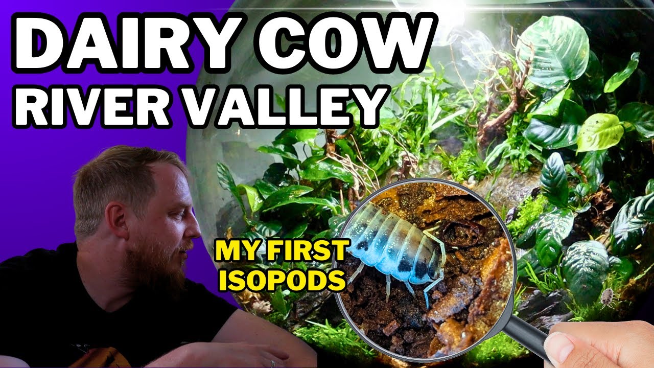 Creating a terrarium for Dairy Cow Isopods (Full unboxing and step by step tutorial)