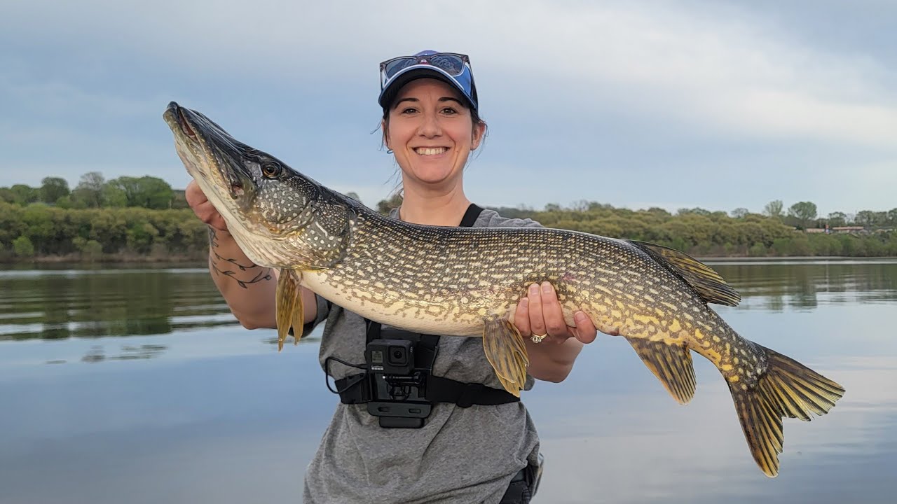 Size Matters! - Mississippi River Pike Action #anglerX
