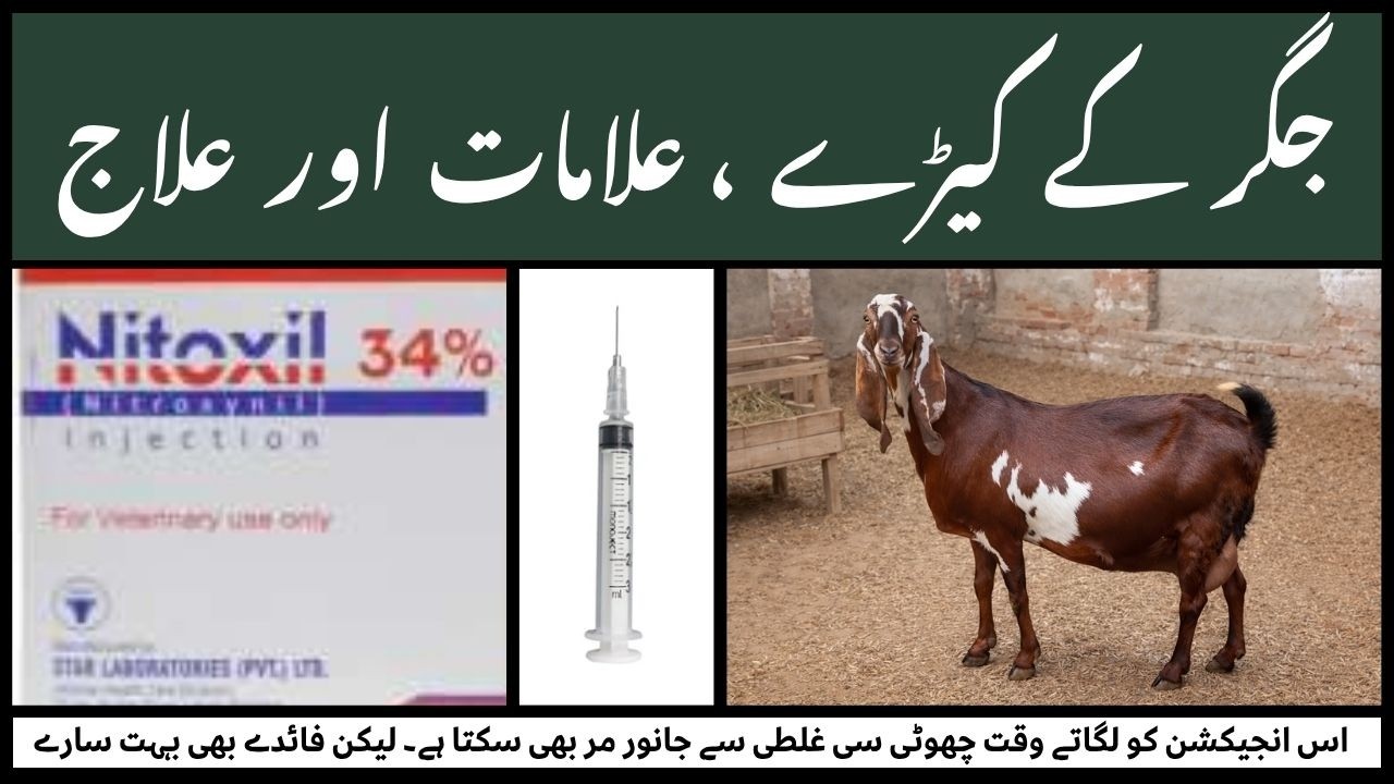 Goat Liver Fluke | جانوروں کے جگر اور معدے کے کیڑے | Nitoxil Injection