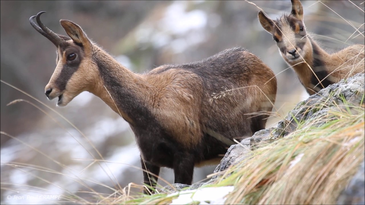 Isards au Mayouret / Parc national des Pyrénées