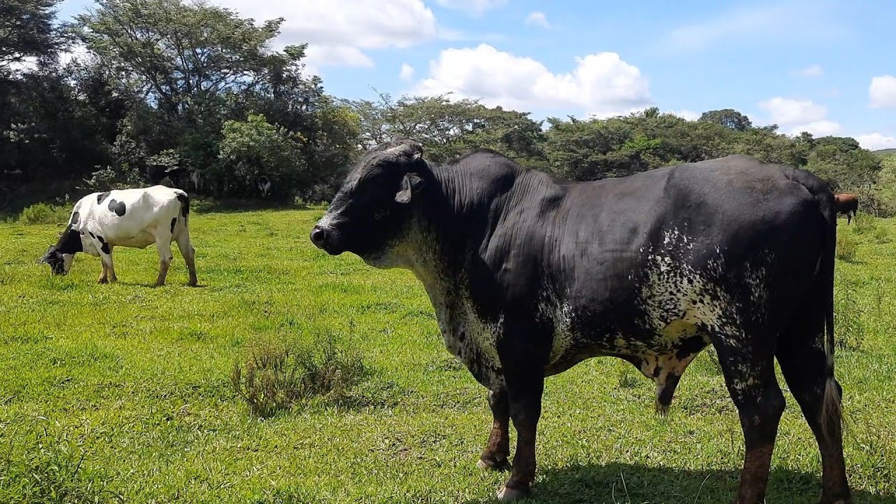 TOURO GIROLANDO. O melhor reprodutor para suas VACAS LEITEIRAS !