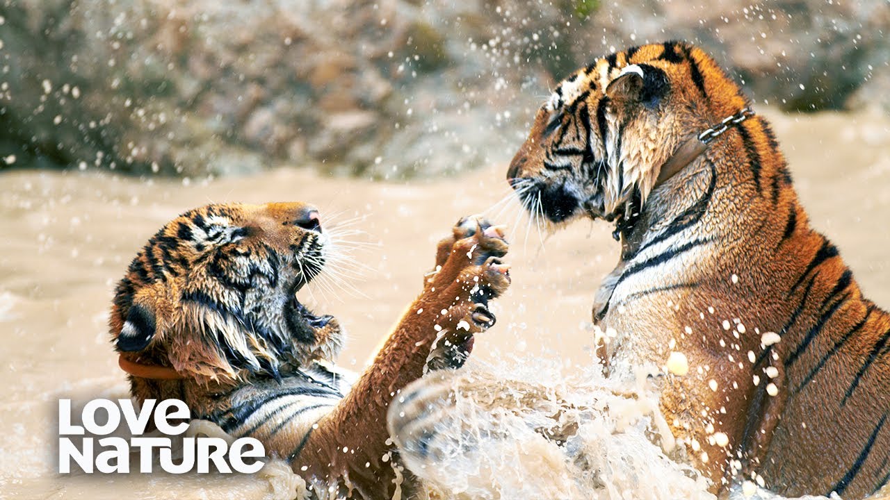 Bengal Tiger Cubs Wrestling in Water | Love Nature