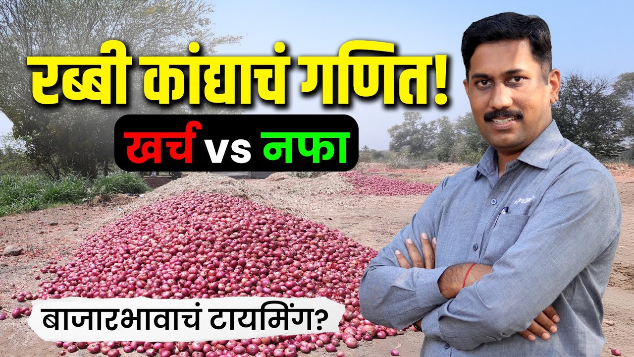रब्बी कांद्याचा खर्च, नफा आणि बाजारभावाचे टायमिंग! l onion farming l Rabi season l rabi kanda