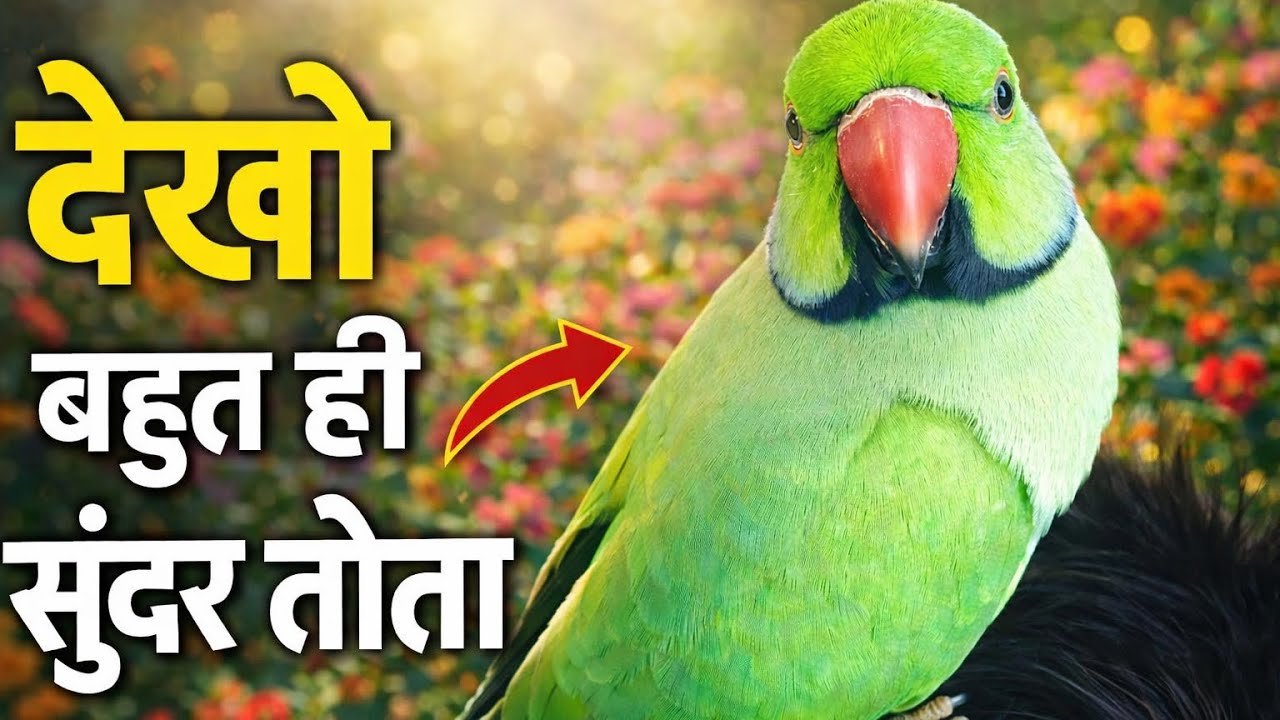 DEKHO BAHUT HI SUNDAR TOTA #parrot #talkingparot #funny #mithukibatain #indianringneckparrot 🦜💫💫