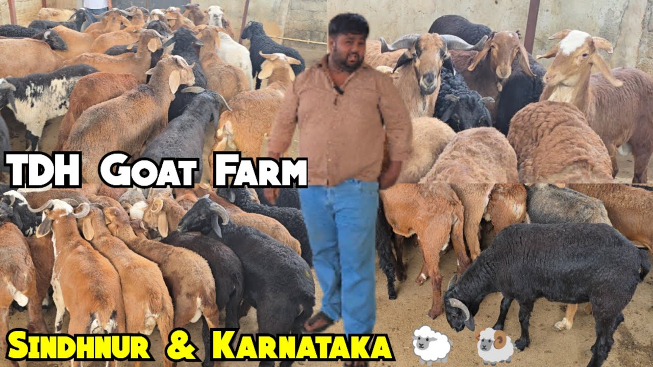  Sindhnur Karnataka & Ongole Sheeps Available @TDH Goat Farm Errakunta | Quality Me Mende Hyderabad