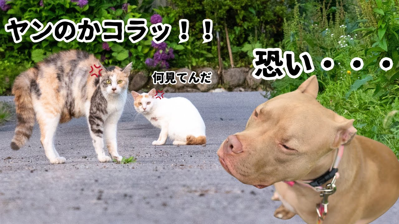 【ピットブル】と過ごす夏の一日（ヤンキー猫からの逃走編）