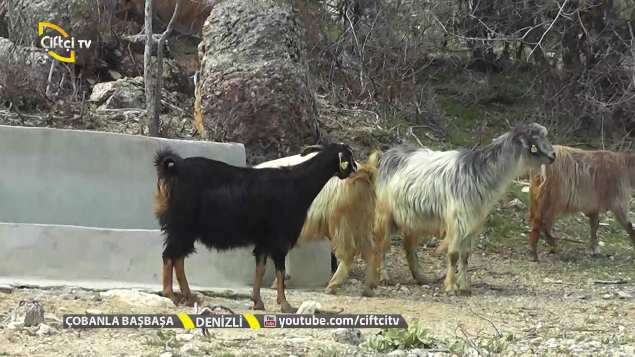 Çobanla Baş başa - Buldan Denizli'de