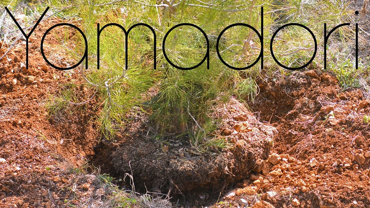 Massive Yamadori Pine Finally Out of the Ground - Arkefthos Bonsai