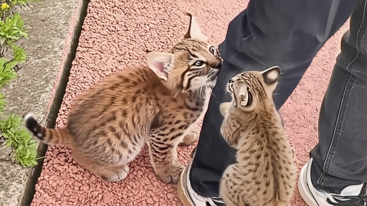 He Was About to Throw Out the Cat Food—Then Two Bobcat Kittens Changed His Mind
