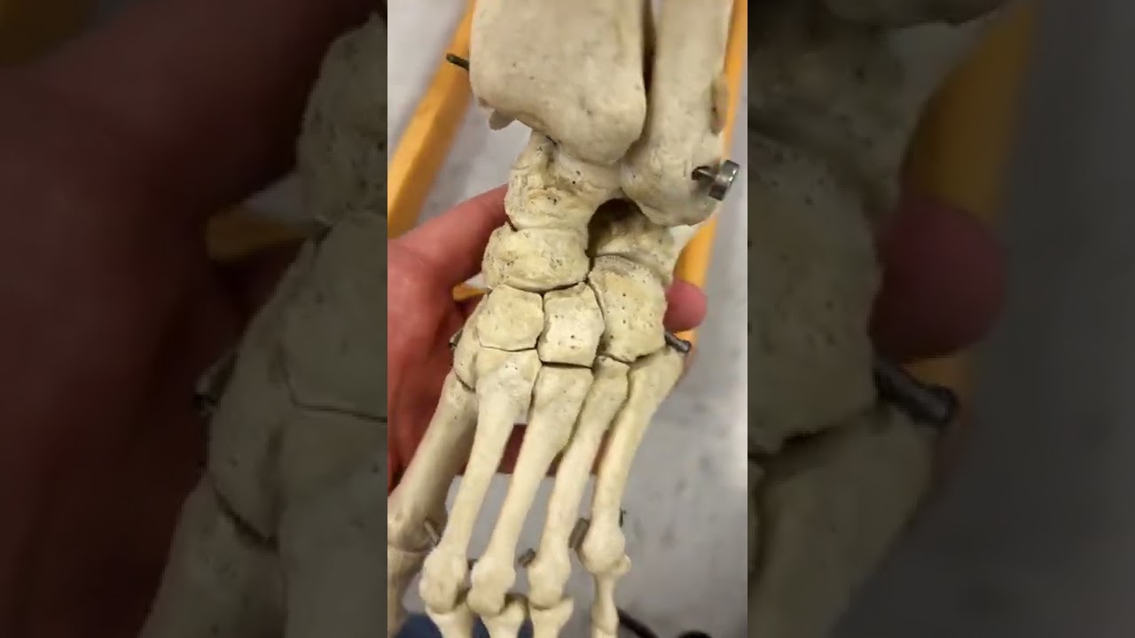 POR ESTO tu pie es TAN FLEXIBLE