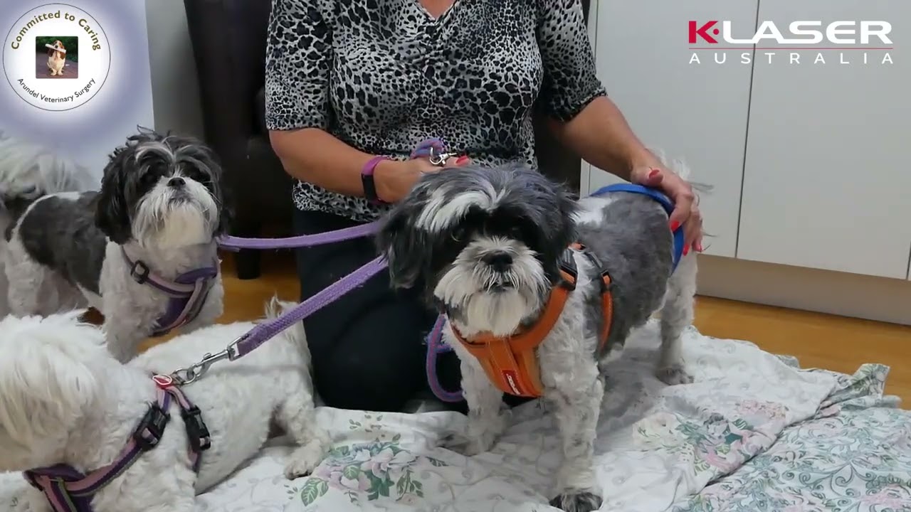 K-Laser cube Vet  Otite cane
