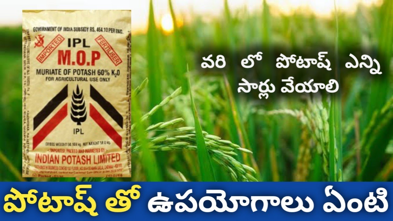 వరి లో పోటాష్ తో ఉపయోగాలు ఏంటి | Potash fertilizer uses in paddy | vari pota dasha yeruvu