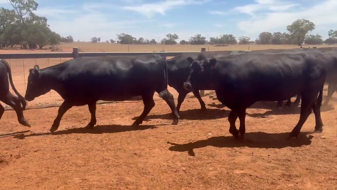 Stewart PTIC Cows 