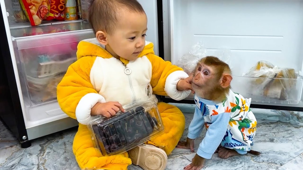 Diem took a cherry out of the refrigerator and gave it to Monkey Kaka to eat, so cute!