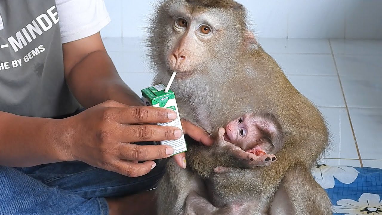 Newborn Baby Looking Mommy Luna Drink Milk