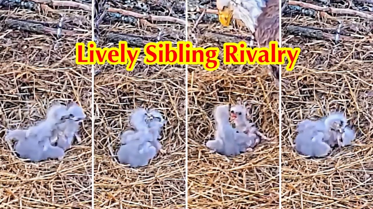 #35🦅BC28🐥4° & BC29🐥2°／Bluff City Bald Eagle Nest 2026／Frances💗Franklin ／ETSU/BTES Eagle Cameras