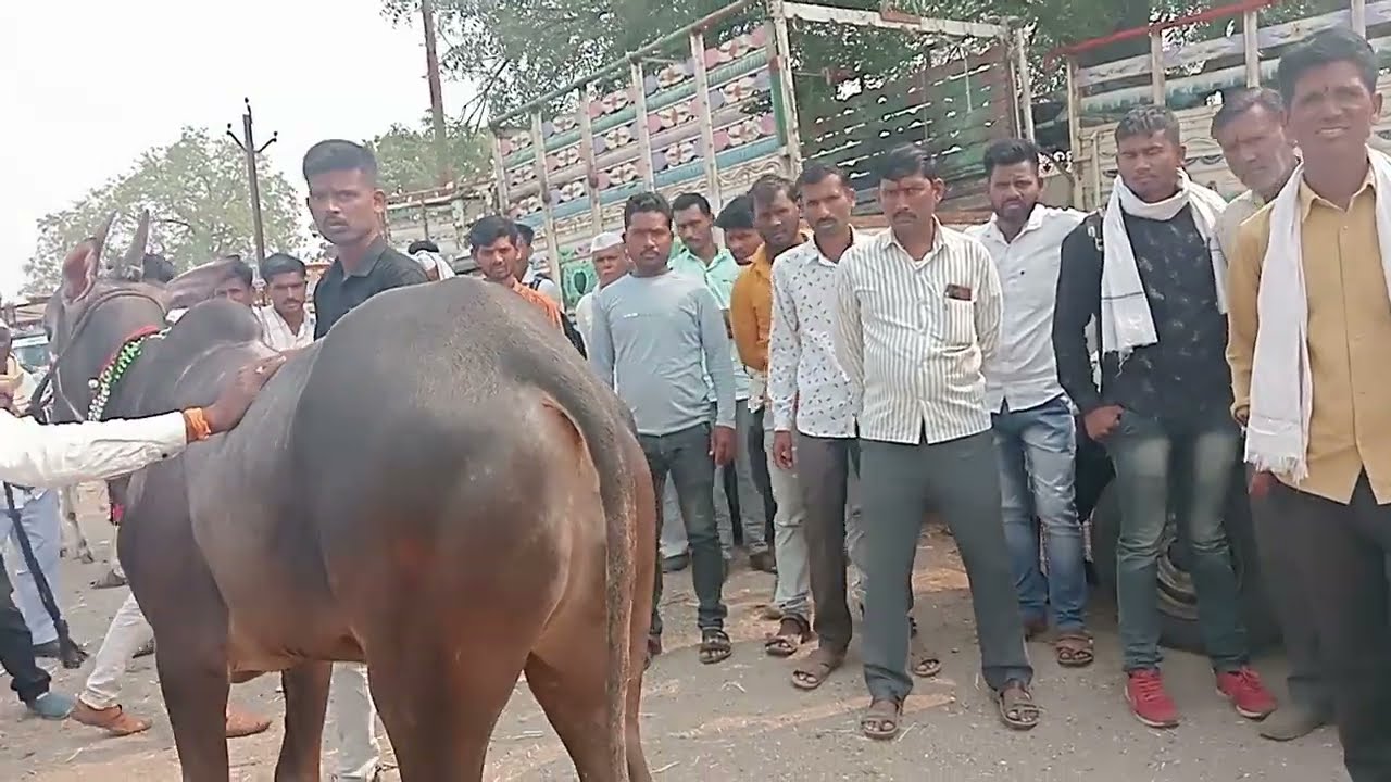 आदंत मैसूर खिलार वासरं देऊळगाव राजा च्या बाजारात विक्रीसाठी शंकर पटावर धावणारी वासरं