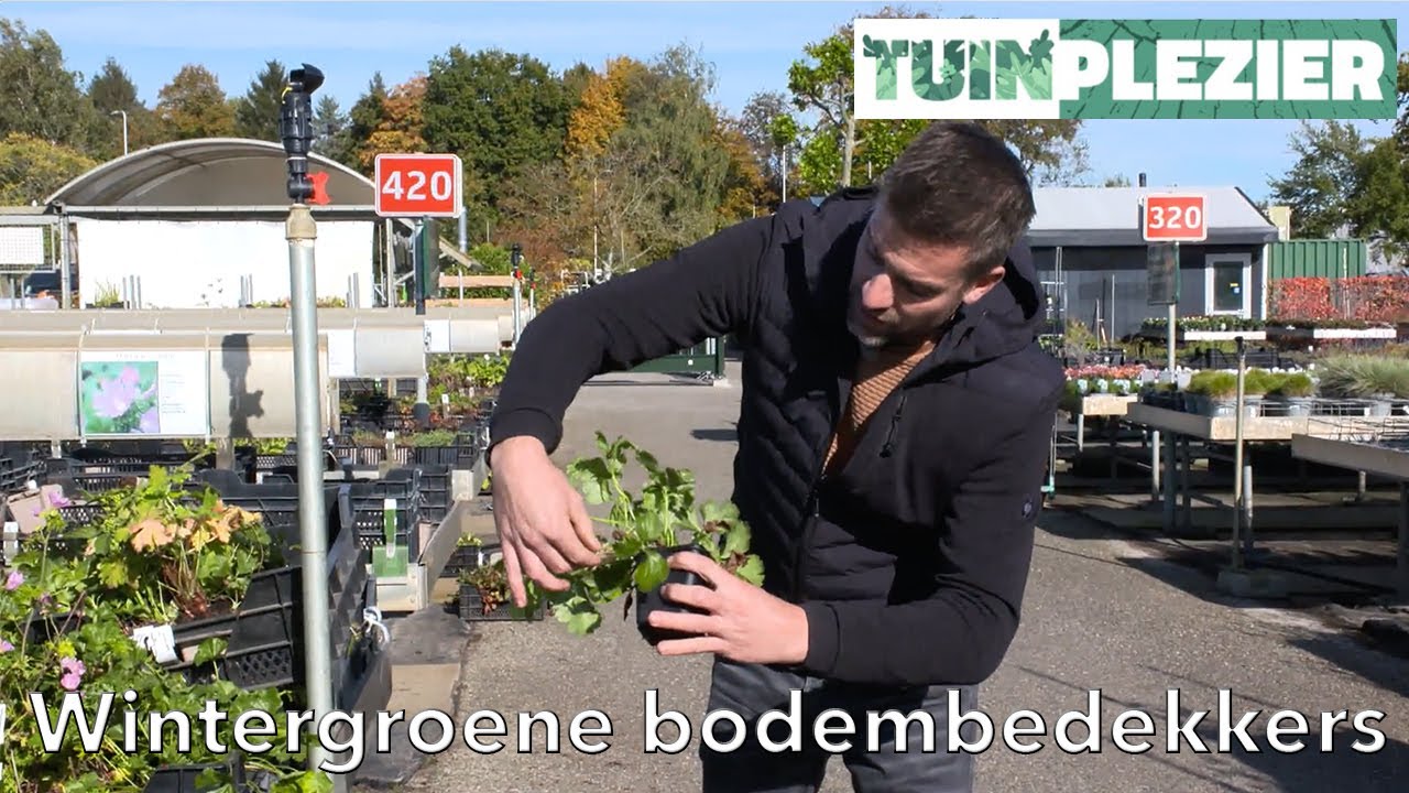 Arjans Top 5 Wintergroene bodembedekkers | TUINPLEZIER