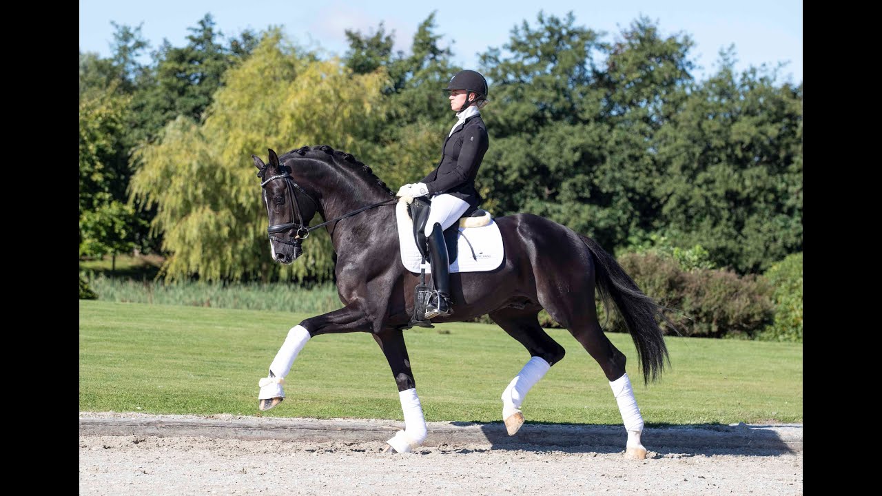 Suarez - Stallion Collection Schockemoehle & Helgstrand 2021 ENG