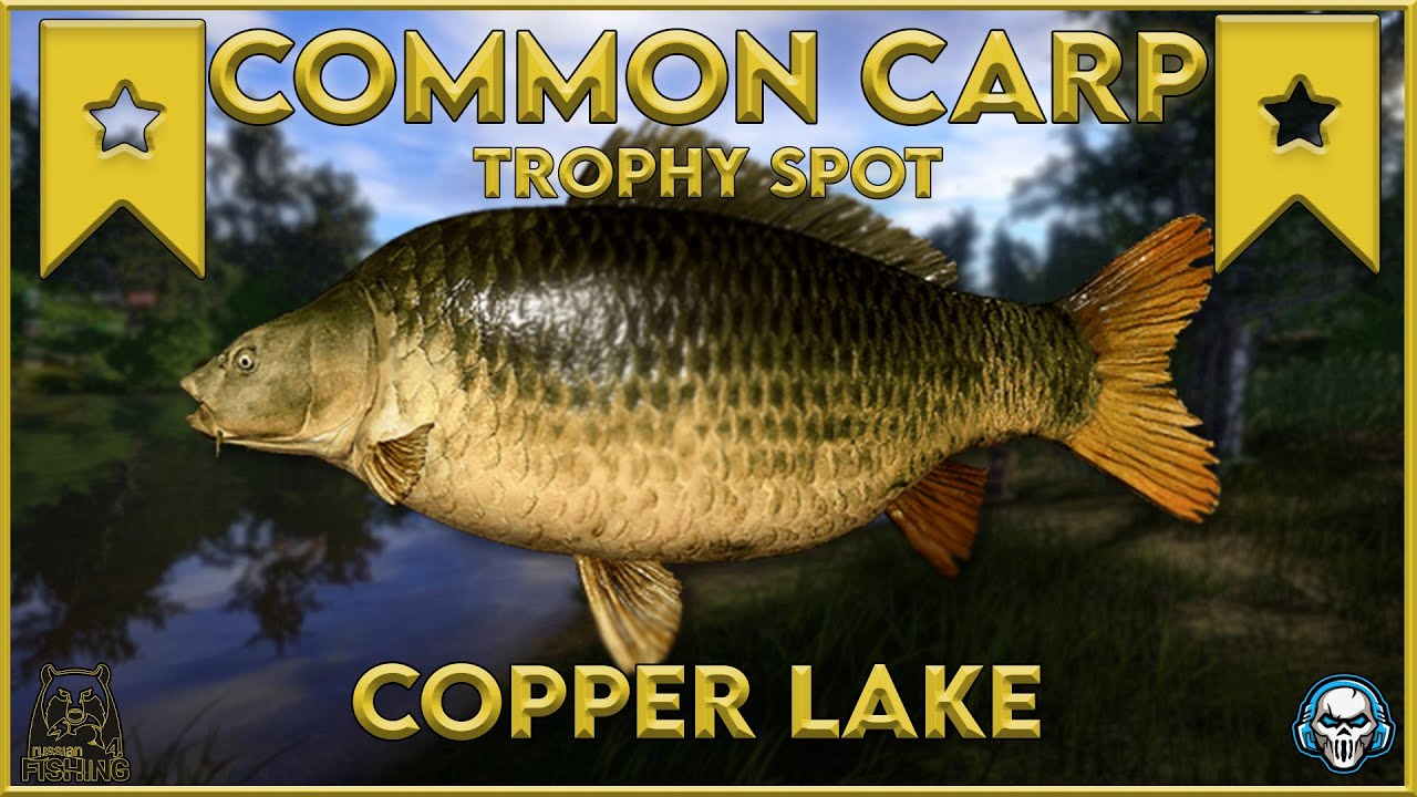 COMMON CARP TROPHY SPOT! COPPER LAKE - Russian Fishing 4 #rf4 #русскаярыбалк