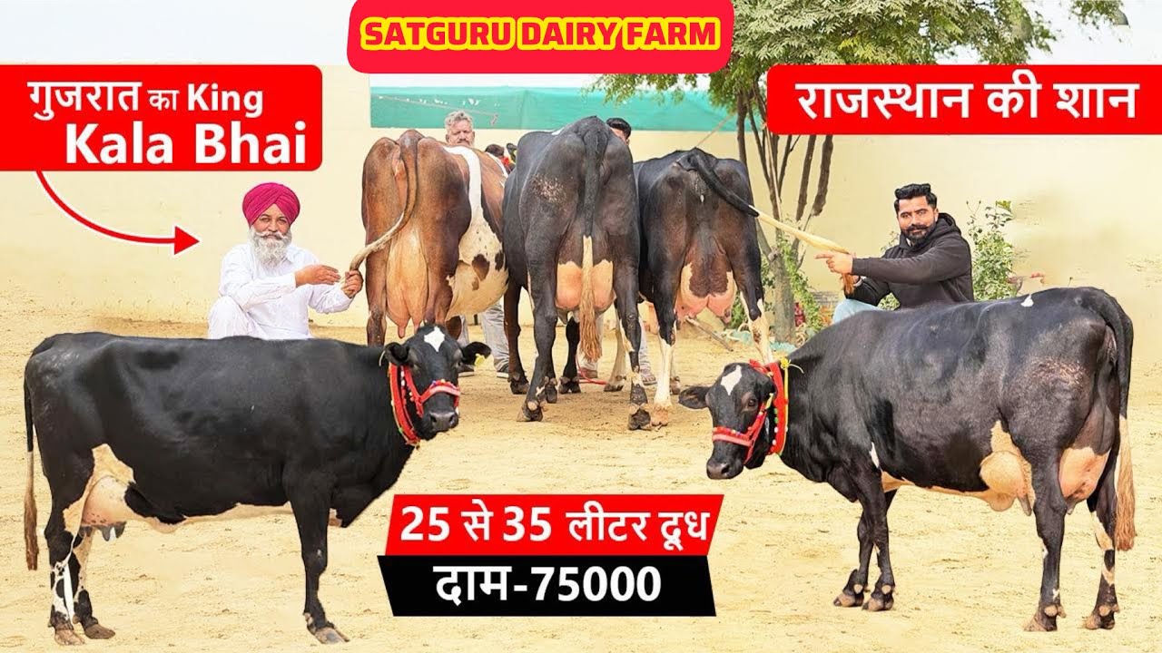  ग्राहकों का लगा रहता है मेला !! 25-35 लीटर दूध !! 75000 से दाम!! 10 गाय बिकाऊ॥ SATGURU DAIRY FARM ॥