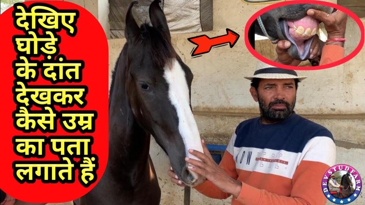 देखिए घोड़े के दाँत देखकर कैसे उम्र का पता लगाते हैं