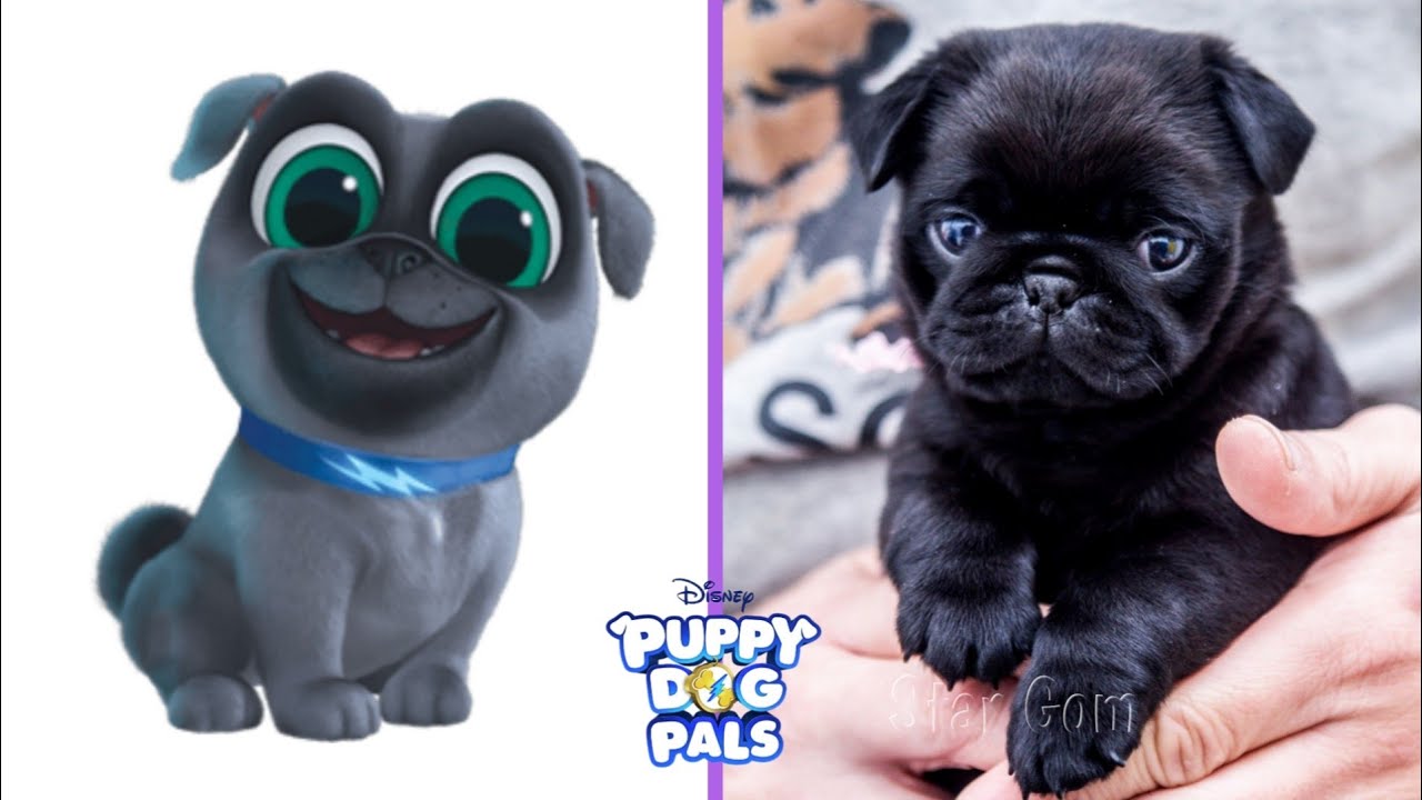 Puppy Dog Pals Characters In Real Life 2021