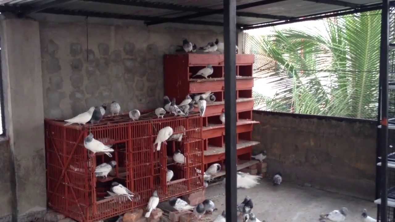 Pigeons Mating - Long Chase For Making Love!