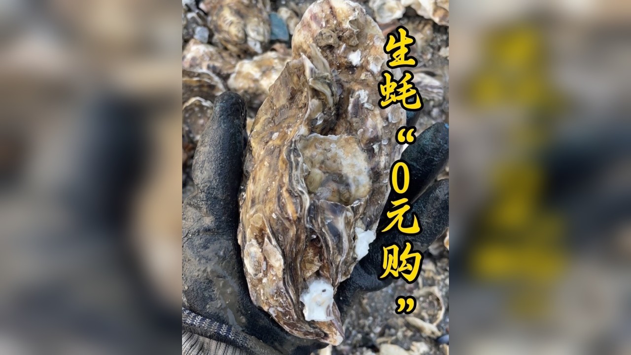 “0元购”大生蚝？
