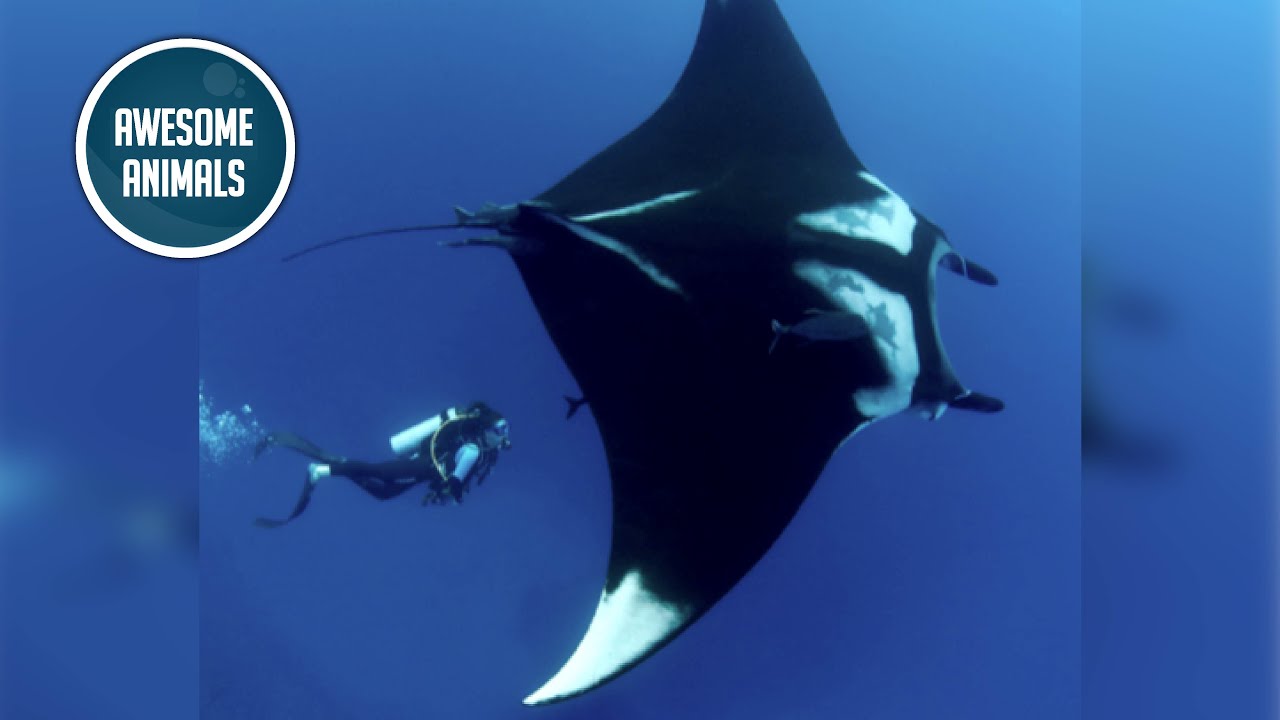 Giant oceanic manta ray (mini documentary)