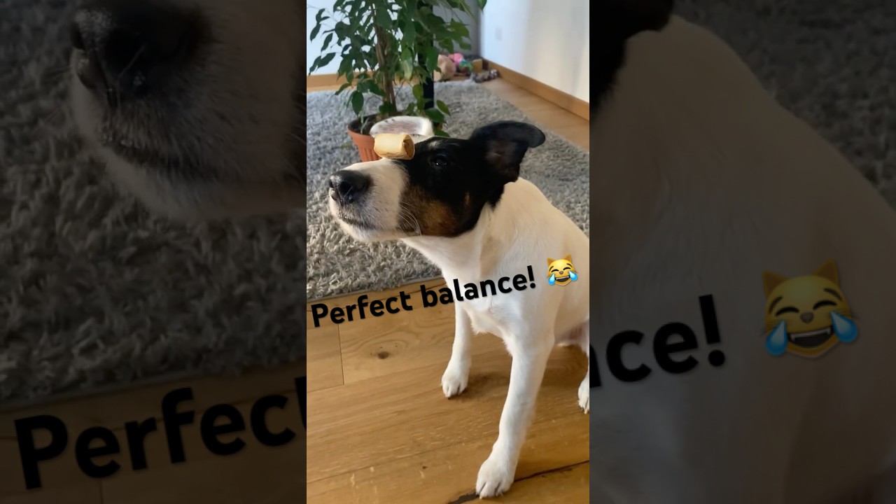 Fosco exerting self-control (he&rsquo;s such a good boy) #foxterrier #doggo #selfcontrol #fosco