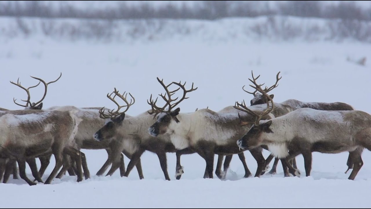 Canadian Reindeer Herd Crossing the Mackenzie River Ice Road