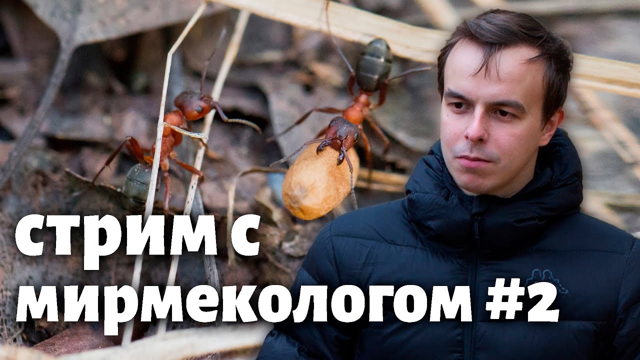 Стрим с мирмекологом #2 - в гостях снова Евгений Бургов! Отвечаем на вопросы зрителей!