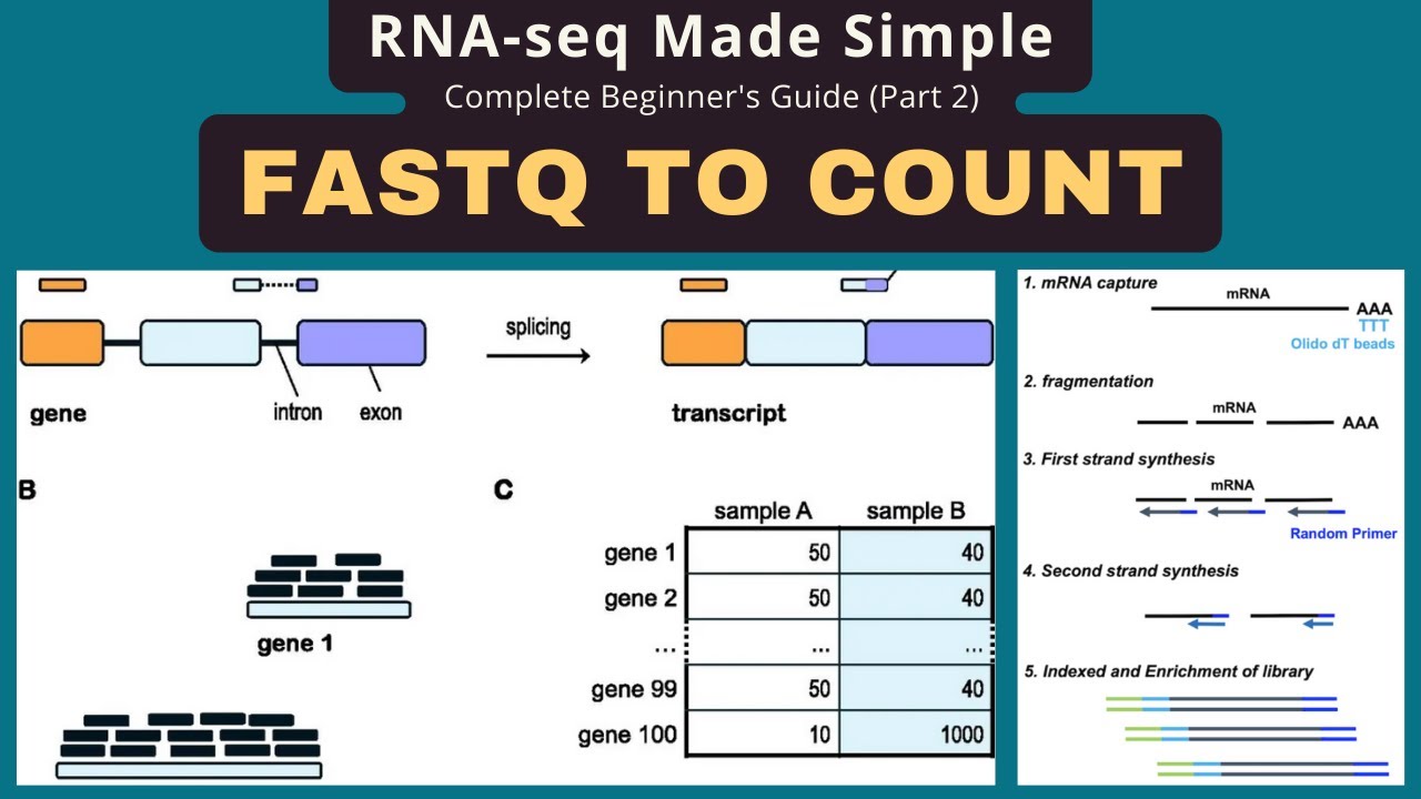 RNA-seq Alignment Tutorial: FASTQ to Count Matrix with STAR & featureCounts