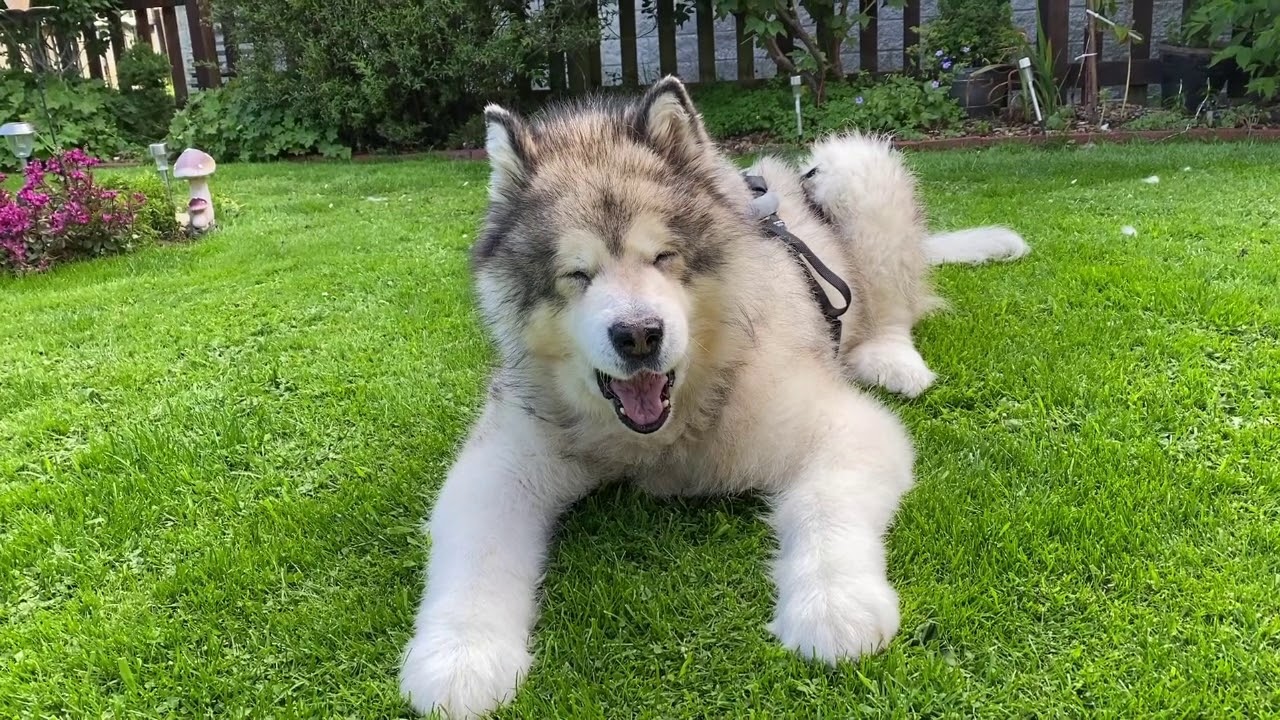 Kane the Alaskan Malamute Hotdogs and chill in the garden