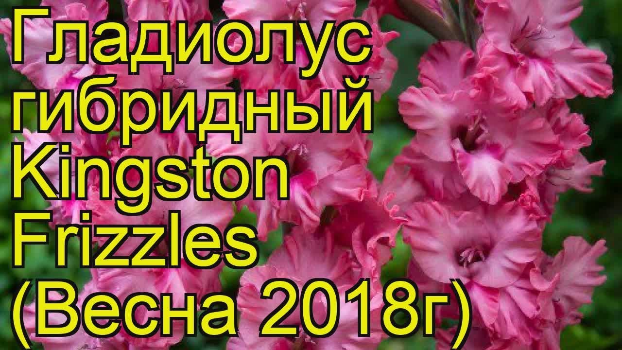 Гладиолус гибридный (Kingston Frizzles). Краткий обзор, описание характеристик, где купить луковицы